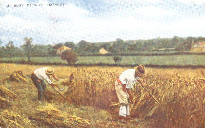 Two men cutting
              wheat with hand-held reap hooks, from a postcard in
              Norfolk in 1917. Each man is using a crook stick in the
              left hand to push the stalks back against the crop, while
              they are cut through by the hook (University of Reading)