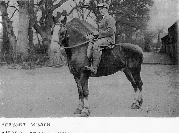 Herbert
                      Wilson