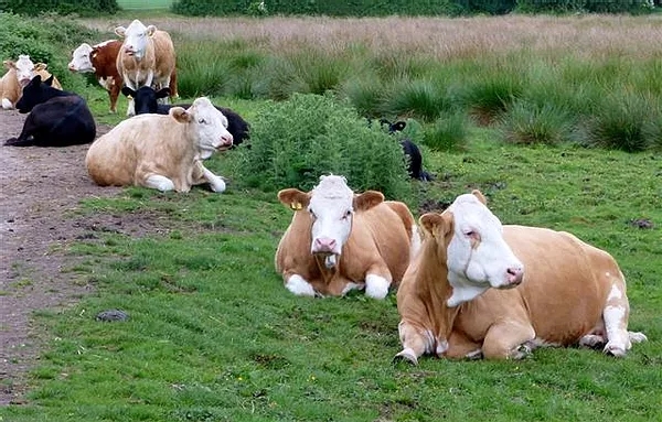 Cows on
              Flegg Common