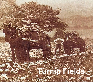 Turnip field