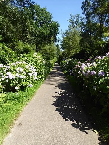 Hydrangea walk