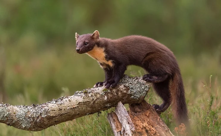 A pine marten standing on a fallen branch